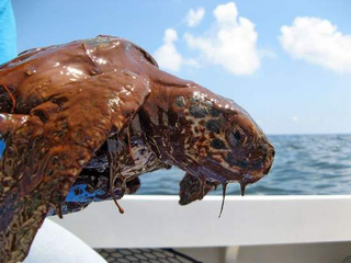 Via seaturles.org